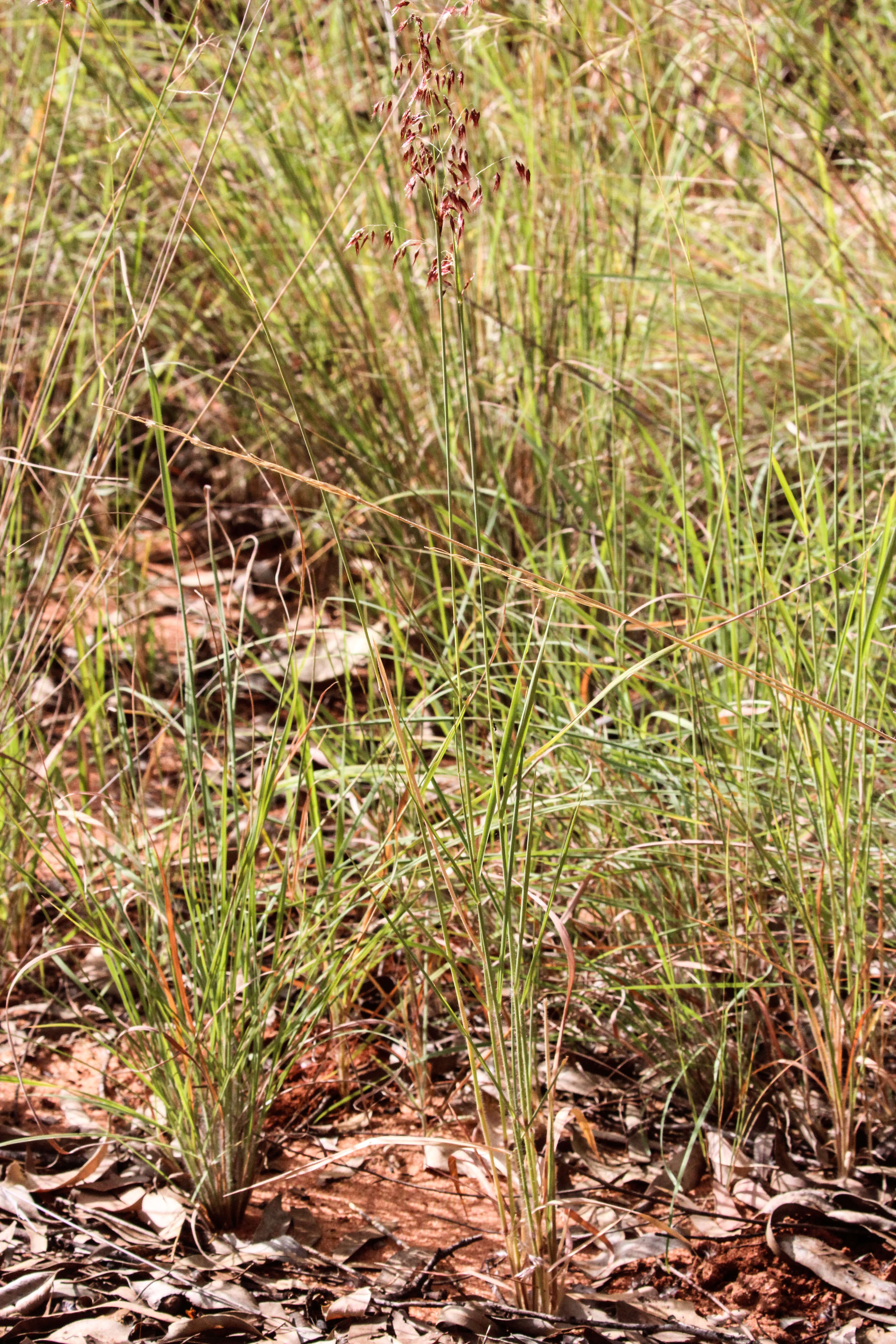 Image of Creeping Molasses Grass