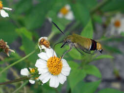 Image of Coffee Clearwing