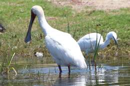 Image of Platalea Linnaeus 1758