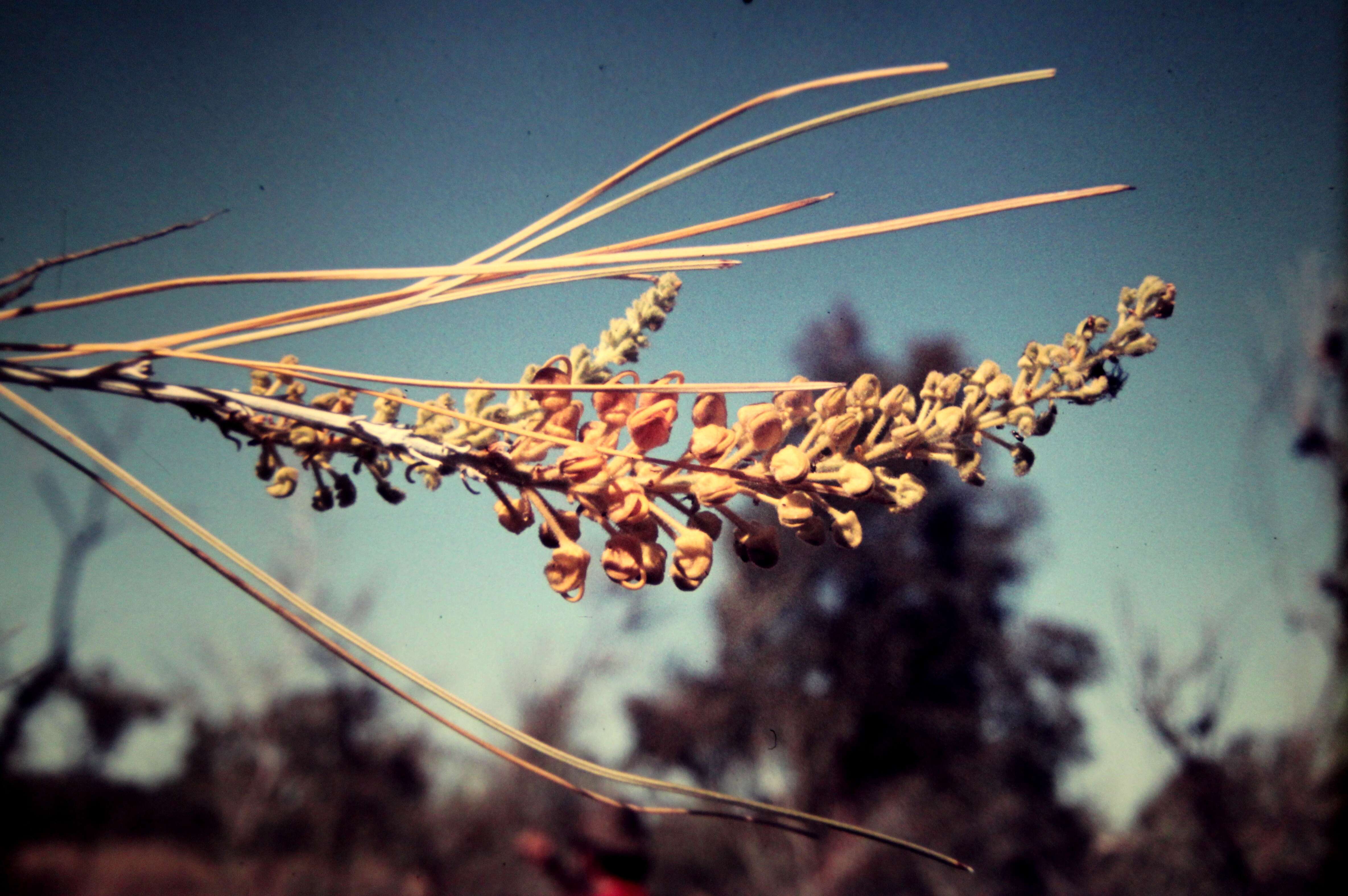 Image of Grevillea juncifolia Hook.