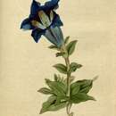 Image of Stemless Gentian