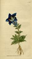 Image of gentian