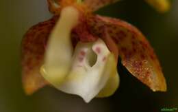 Image of Grosoudy's orchids