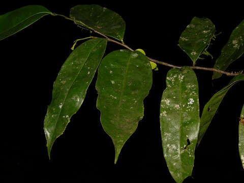 Image of Mosannona costaricensis (R. E. Fr.) Chatrou