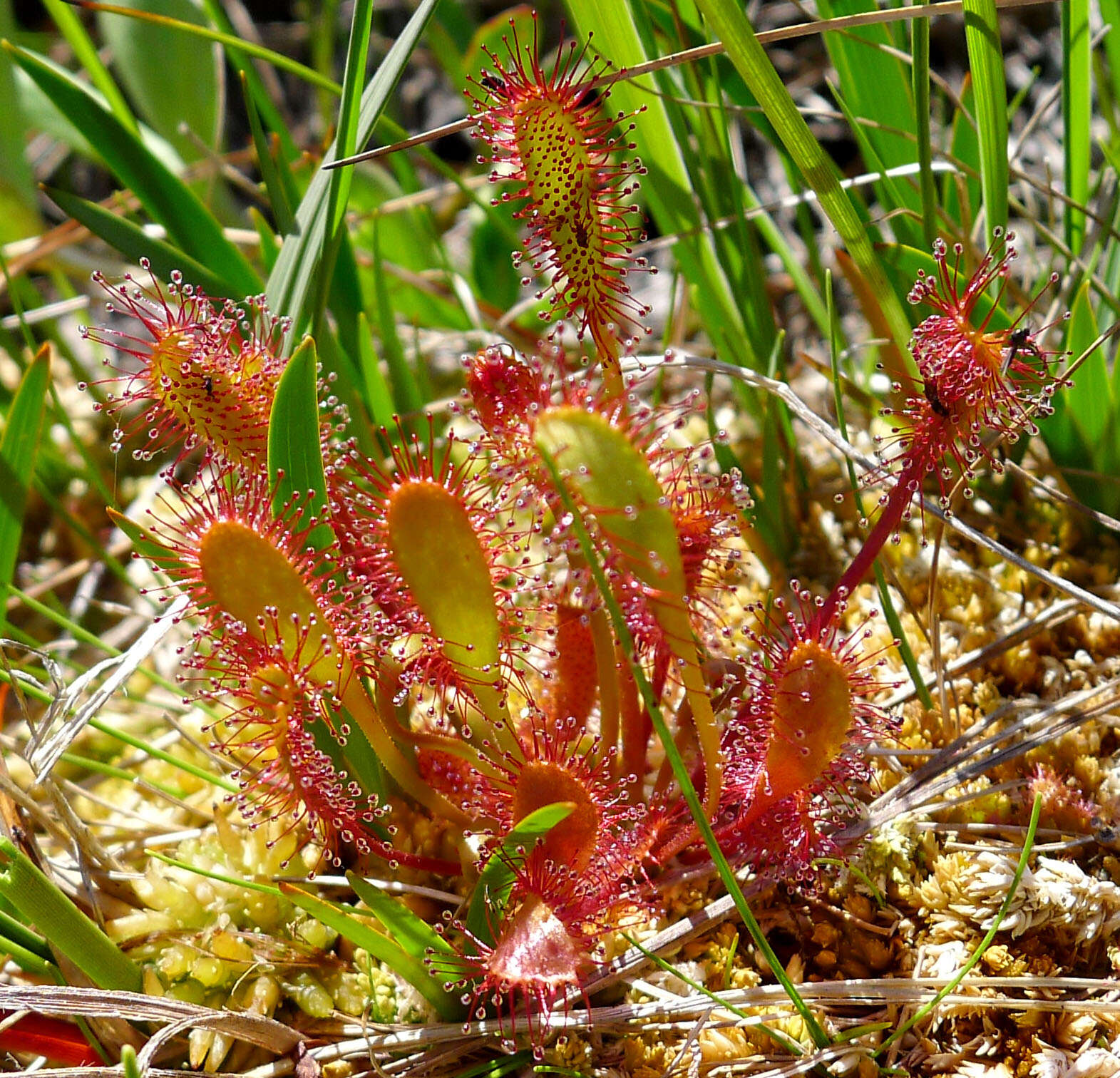 صورة Drosera anglica Huds.