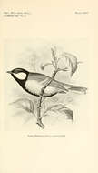 Image of Parus Linnaeus 1758