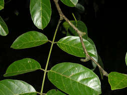 Image of Lonchocarpus macrophyllus Kunth