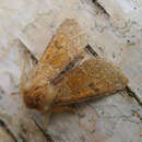 Image of blossom underwing