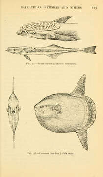 Image of Mola