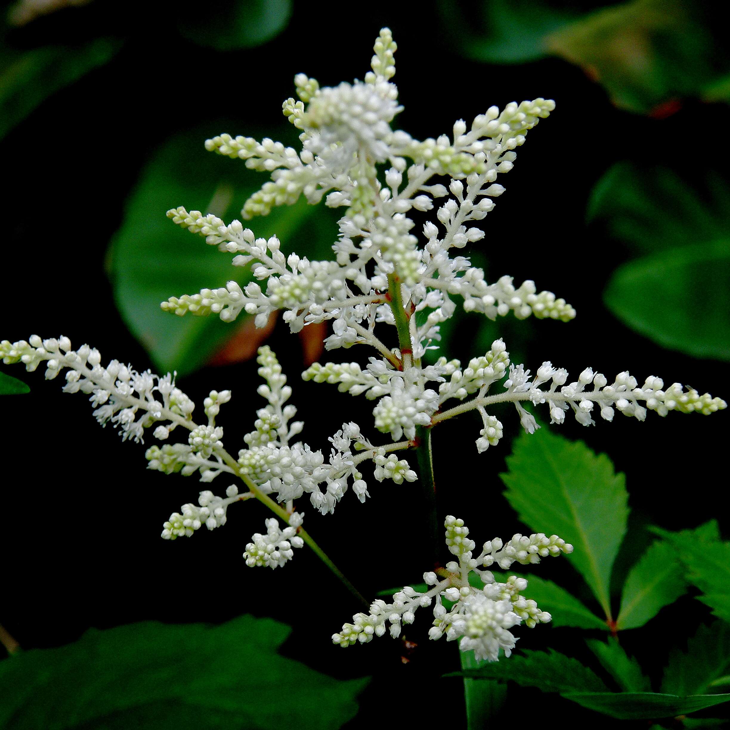 Image of false goat's beard