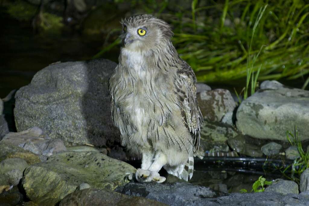 Image of Blakiston's Eagle-owl