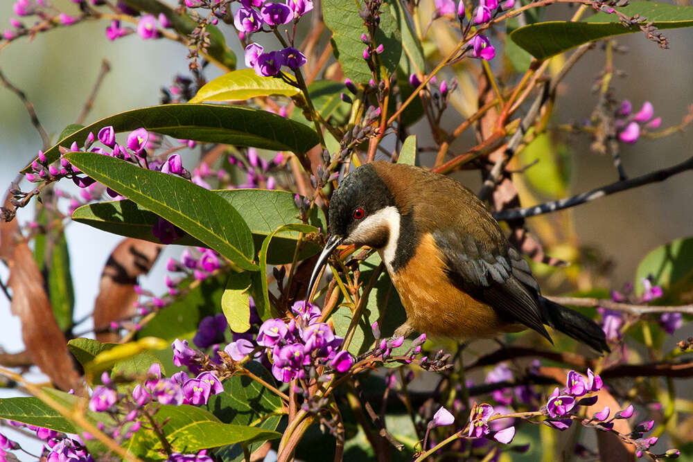 Image of Spinebill