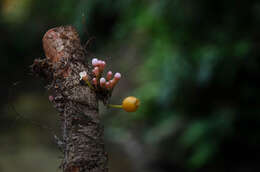 صورة Heteroblemma alternifolium (Blume) Cámara-Leret, Ridd.-Num. & Veldkamp