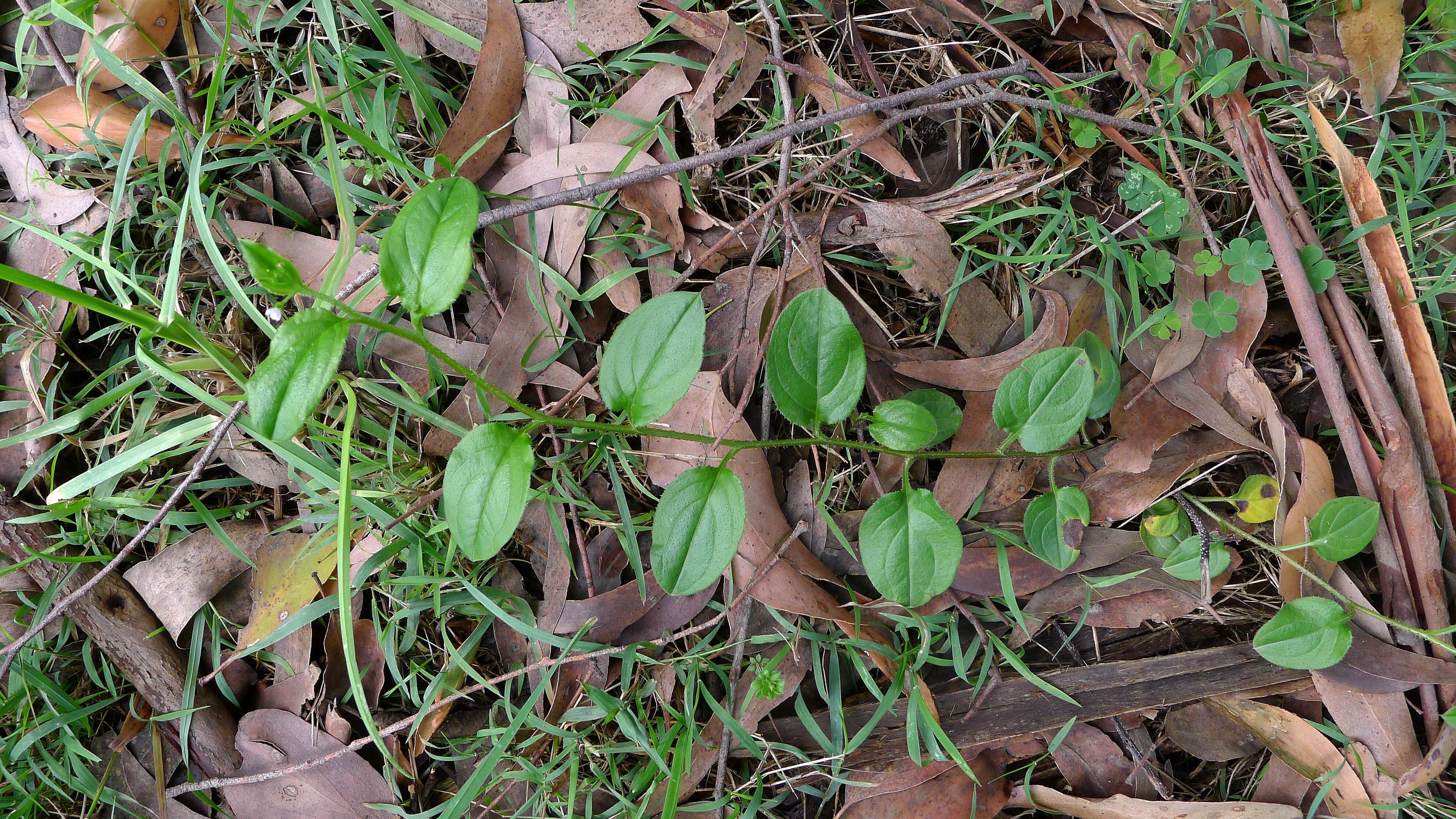 Image of stickseed