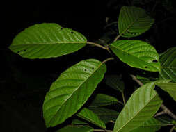 Image of Ficus brevibracteata Burger