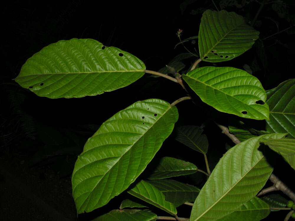 Image of Ficus brevibracteata Burger