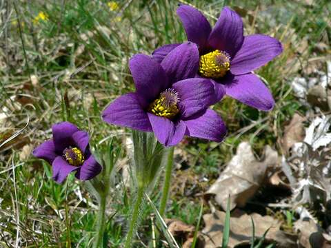 Pulsatilla vulgaris Miller resmi