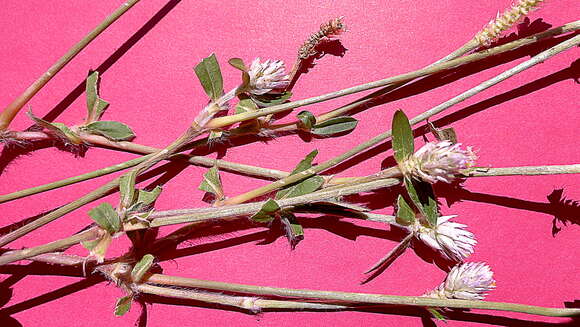 Image of globe amaranth