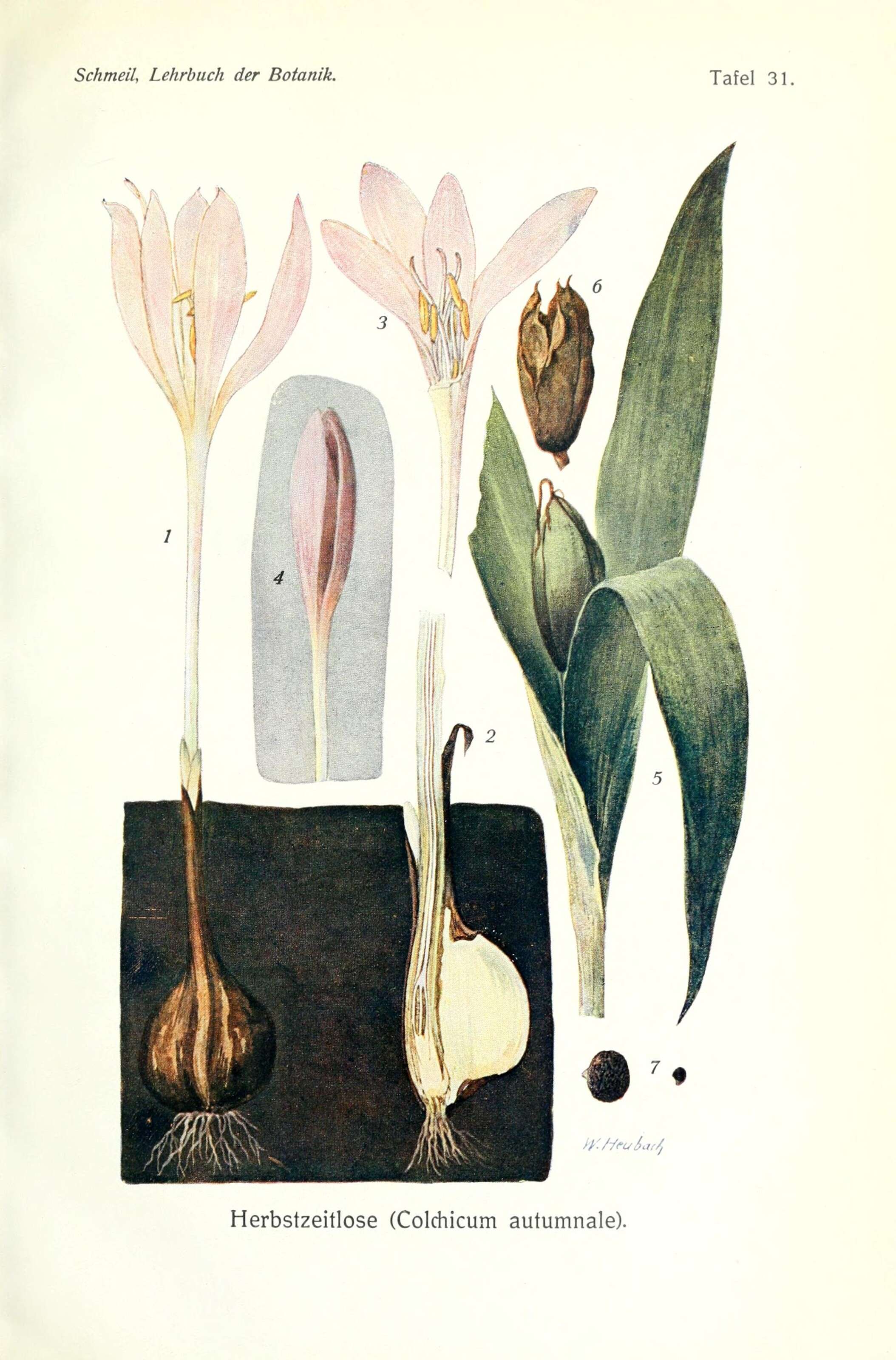 Image of colchicum