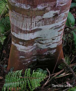 Image of Stryphnodendron pulcherrimum (Willd.) Hochr.