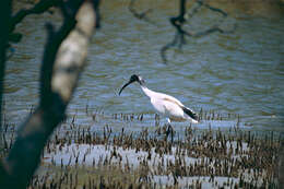 Image of Australian White Ibis