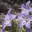 Image de Campanula fragilis subsp. cavolinii (Ten.) Damboldt