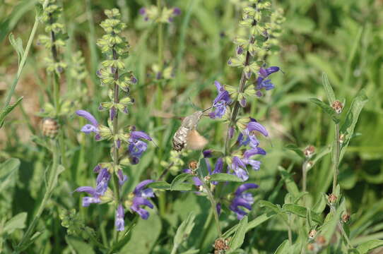 Image of humming-bird hawk moth