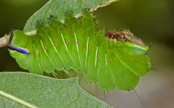 Image of Antheraea subgen. Telea Hübner (1819)