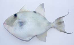 Image of Triggerfish