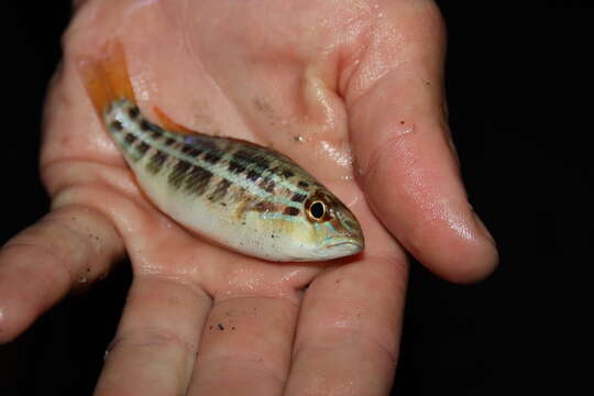 Image of threadfin breams