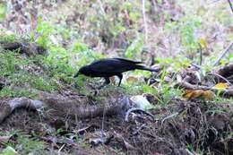 Image of New Caledonian Crow