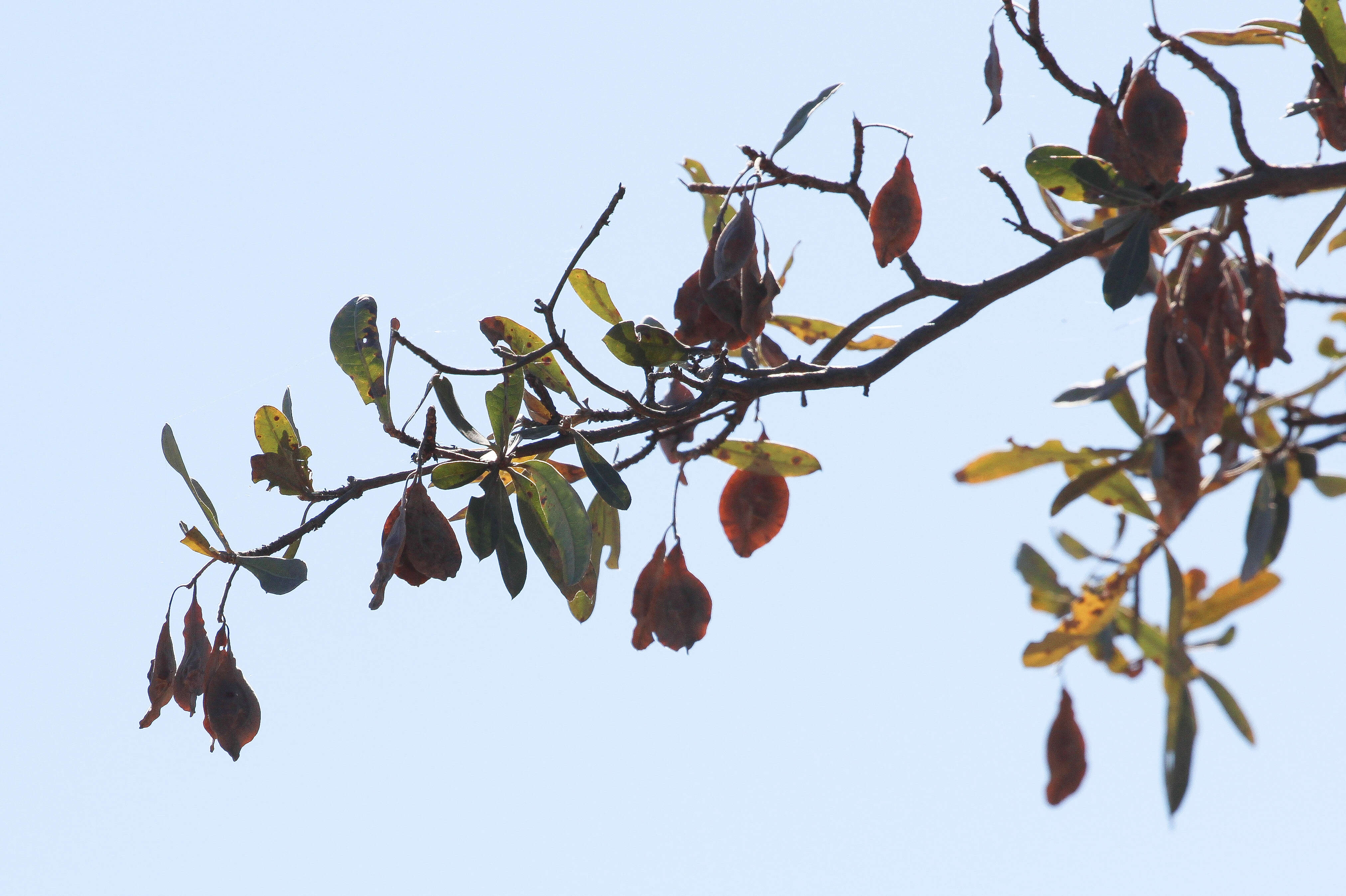 Image of tropical almond