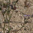 Image of scrub gilia