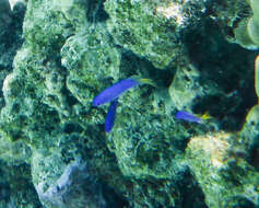 Image of Blue damsel