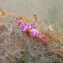 Image of Hot pink firetip slug
