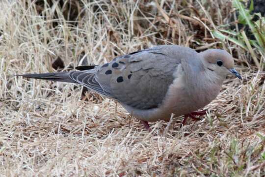 Image of American Mourning Dove