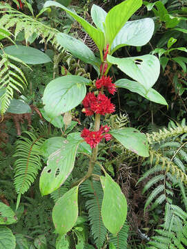 Image of Glossoloma ichthyoderma (Hanst.) J. L. Clark