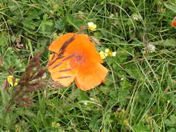 Image of poppy