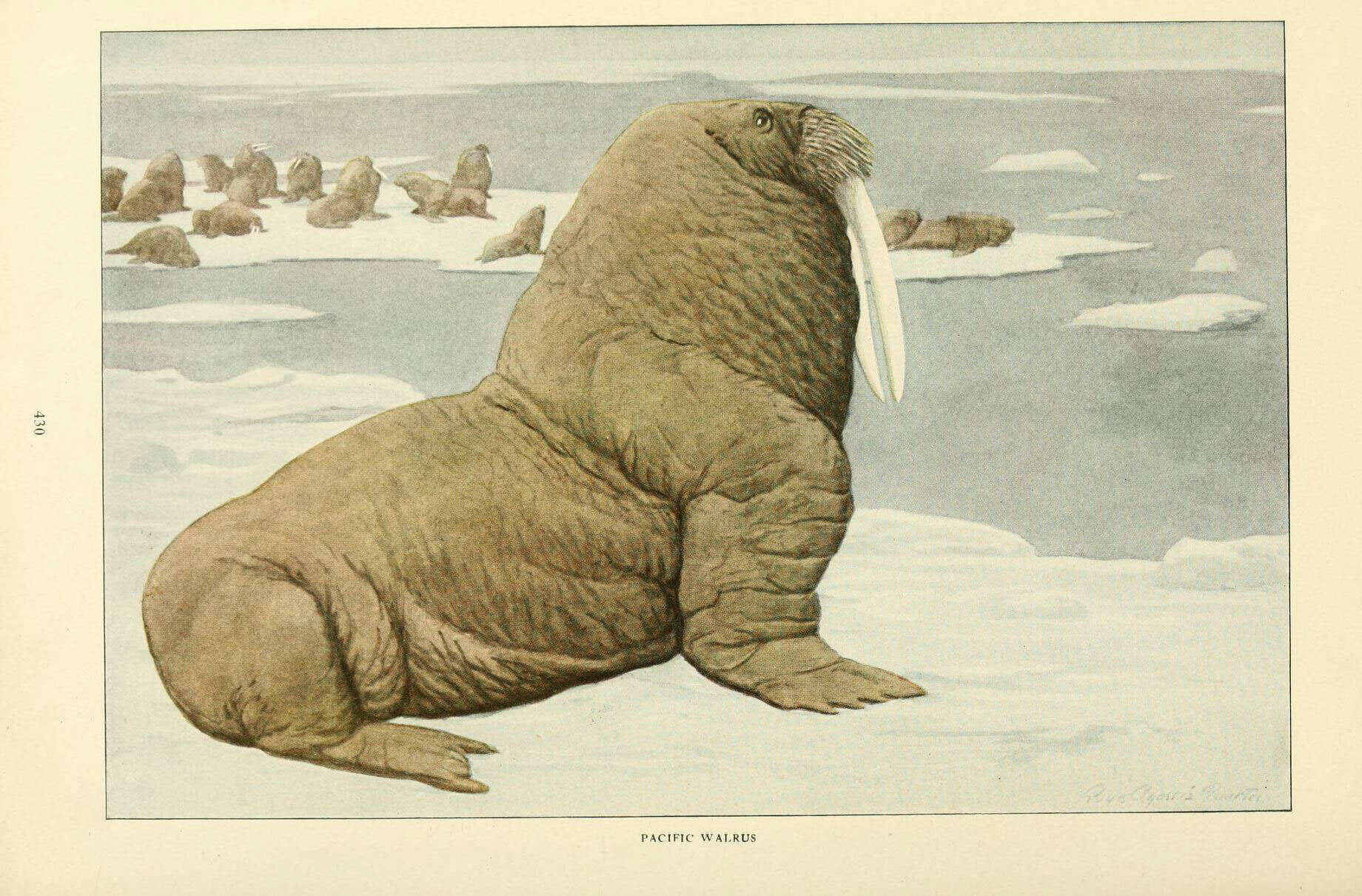 Walrus (Odobenus rosmarus) · iNaturalist