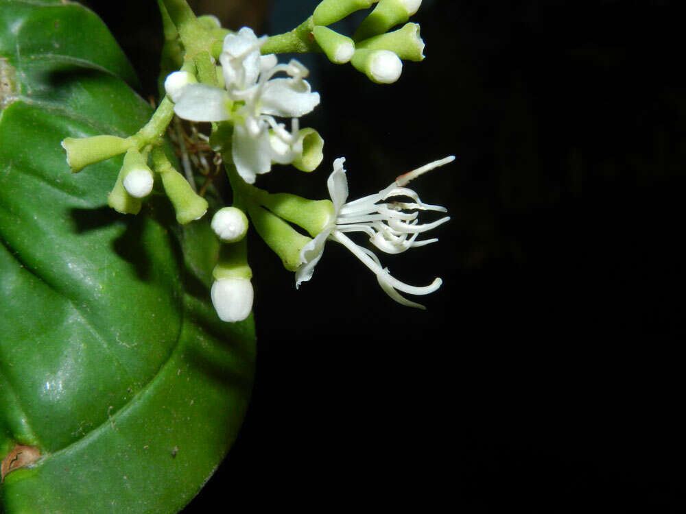 Image of Miconia hondurensis Donn. Sm.