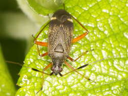 Image of Closterotomus