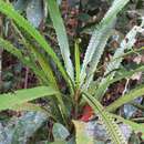 Plancia ëd Cyathea sledgei Ranil, Pushpak. & Fraser-Jenk.