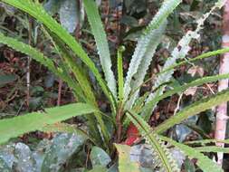 Image of Cyathea sledgei Ranil, Pushpak. & Fraser-Jenk.