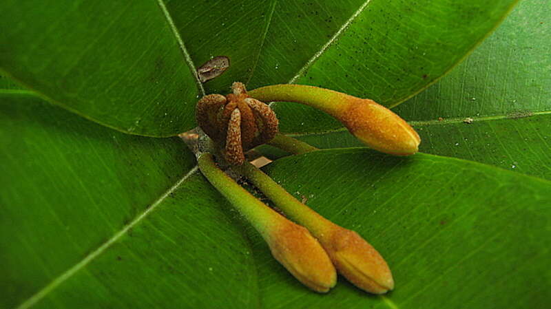 Imagem de Manilkara