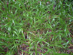 Image of crowngrass