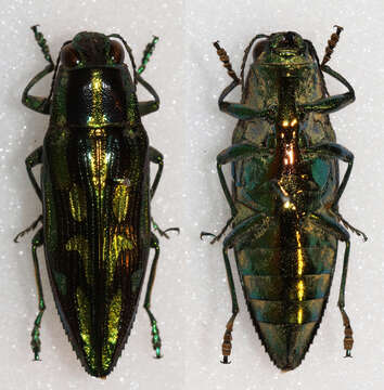 Слика од Parataenia chrysochlora (Palisot de Beauvois 1805)