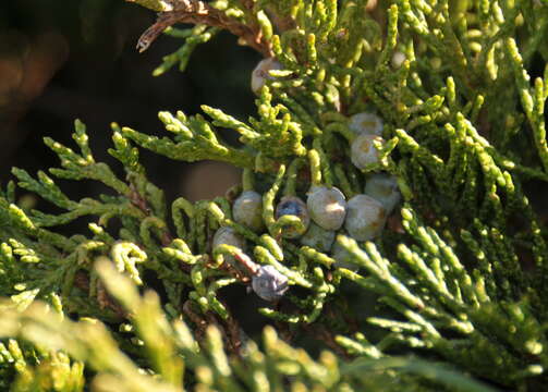 Image of Savin Juniper