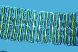 Image de SAR (Stramenopiles, Alveolates, Rhizaria)