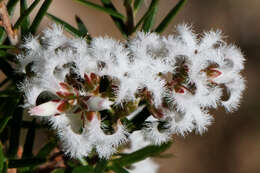 Image of Acrothamnus melaleucoides (A. Cunn. ex DC.) Puente-Lel.