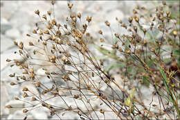 Imagem de Gypsophila